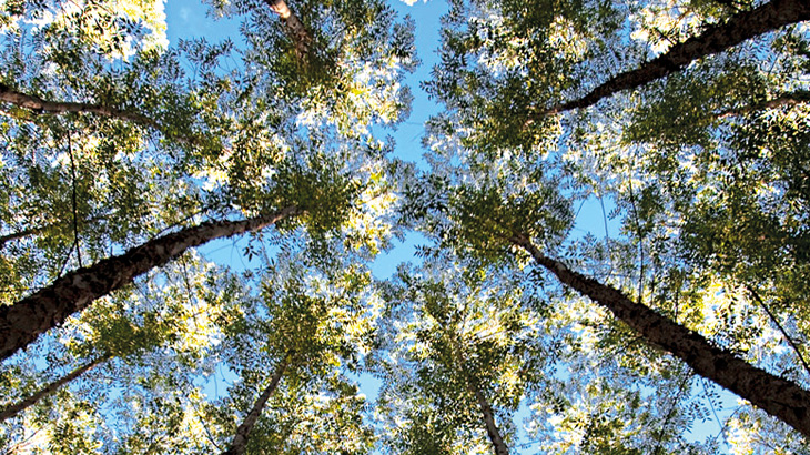 Floresta da Fibria, em Três Lagoas: eucalipto para a produção de celulose / Foto: Divulgação