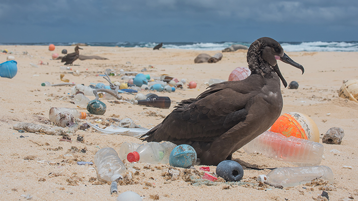 Pássaro coberto por vários resíduos na praia - foto: Matthew Chauvin/The Ocean Cleanup