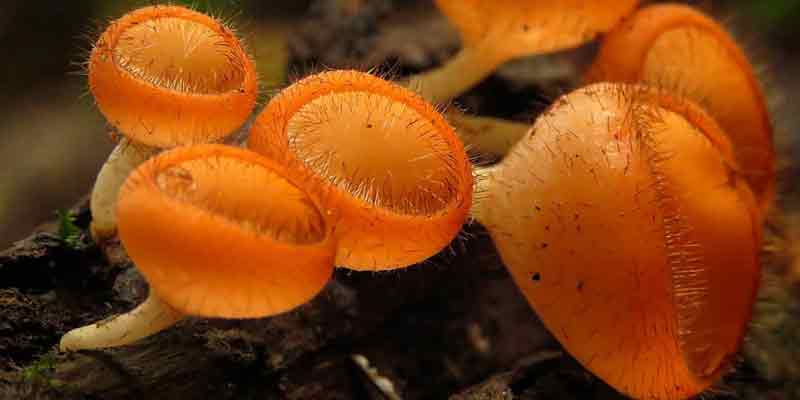 🍄 Cogumelos e Fungos Incríveis 