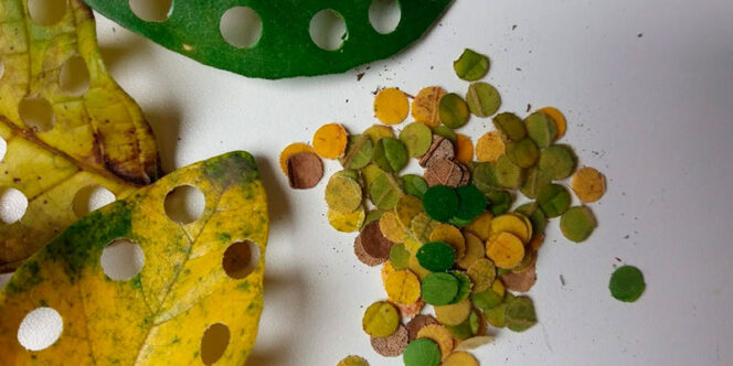 Confetes Ecológicos. Foto: Arumã Brasil