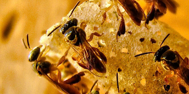 Iscas para abelhas nativas - foto: Flávio Jota de Paula