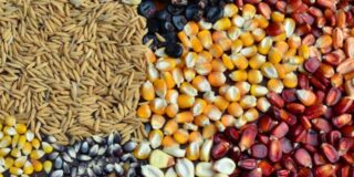 Chacoalha, bebê! - foto: divulgação