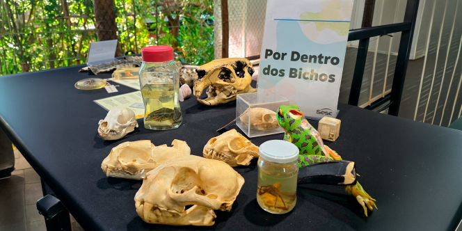 Por Dentro dos Bichos - Dalmir Ribeiro Lima