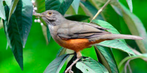 Foto: Jose Carlos Motta Junior