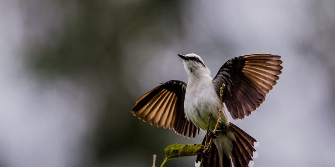 Foto: FotoNativa