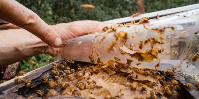 crédito: fotonativa