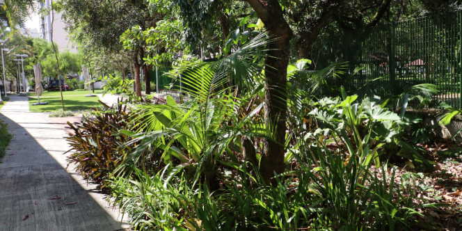 Manejo técnico: Jardim de Plantas Nativas.
Foto: Bárbara André.