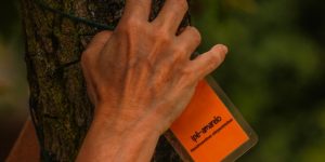 Identificação Botânica