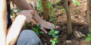 Corredor Verde Ibirapuera Aclimação
