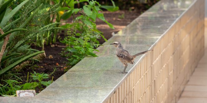 Foto: Mirella Ghiraldi