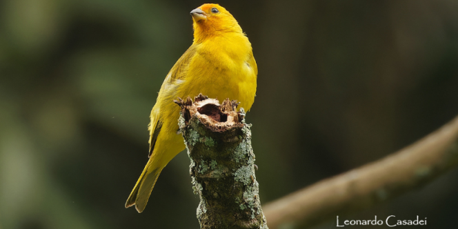 Foto: Leonardo Casadei