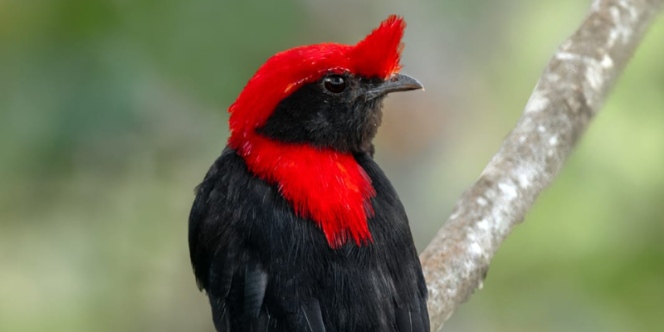 Foto: Douglas Meleti