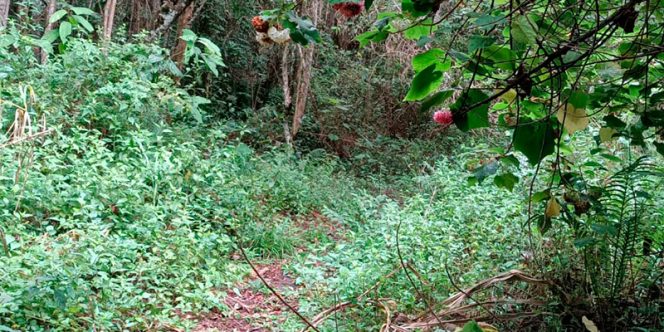 Foto: Paulo Coutinho