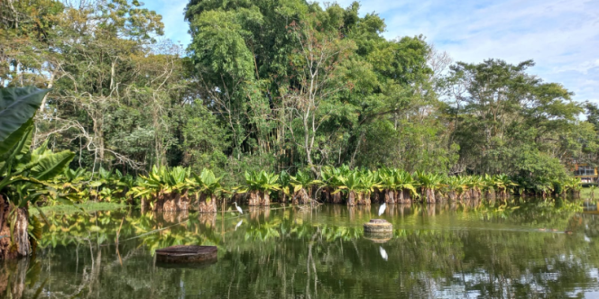 Território e Clima: Conversas a partir da COP 30.
