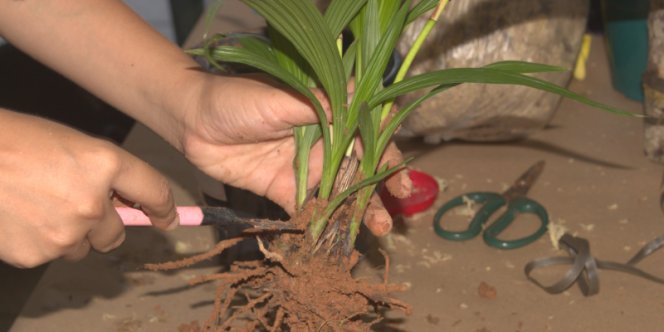 crédito: Dayane Mello