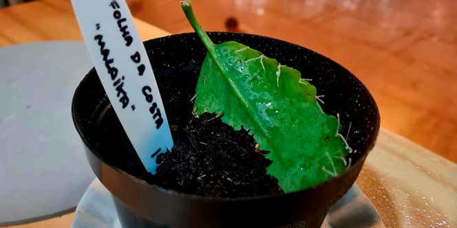 Cred: Instituto Caxanga