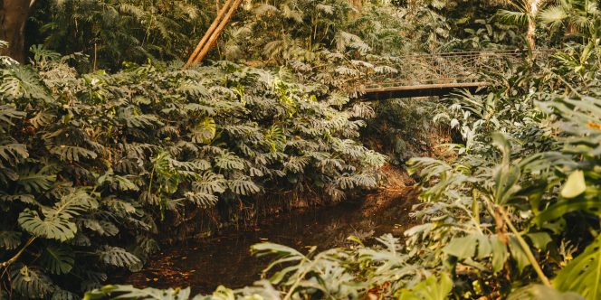 Introdução à Etnobotânica - divulgação