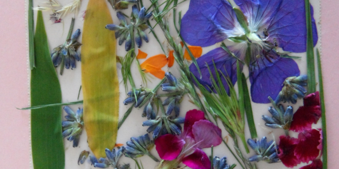 Album de folhas - Foto: Divulgação