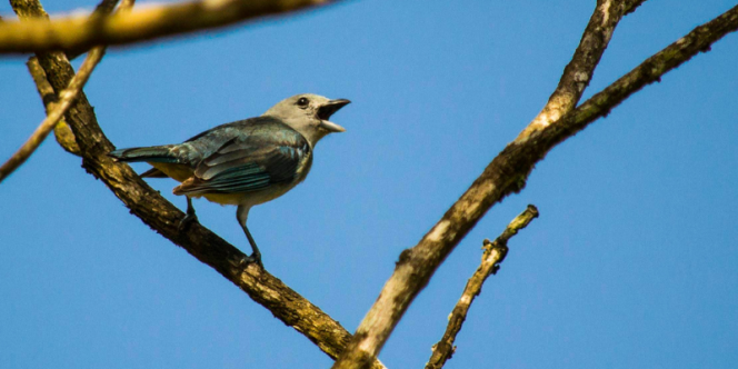 Bons de bico: o fascinante mundo das aves - Foto: Gustavo Faria