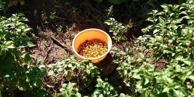 Oba! Bora passear! Comunidade Mãeã Natureza (foto Danilo Crod)