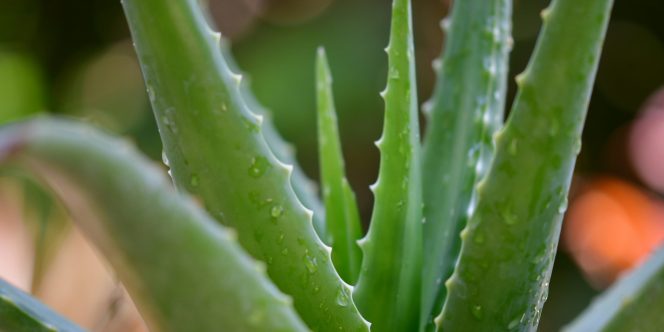 Fitoterapia Indígena para os Ciclos Femininos 