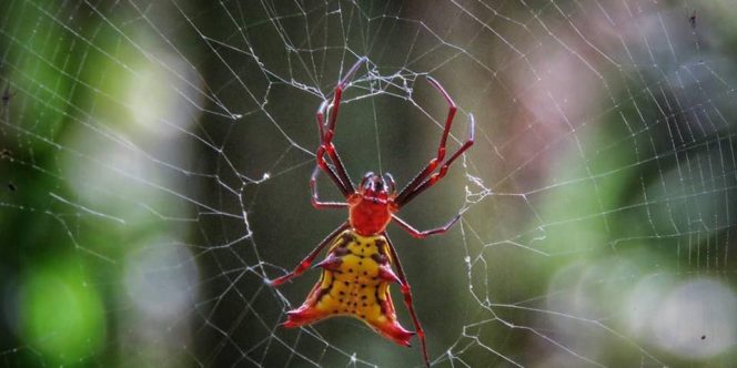 Foto: Gustavo_Xavier