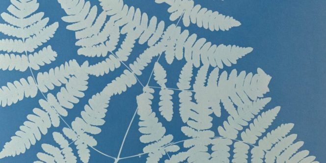 Foto: Anna Atkins