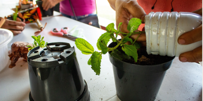 crédito: Samuel Consentino