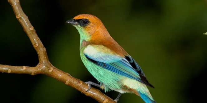 (Foto: Rudimar Narciso Cipriani)