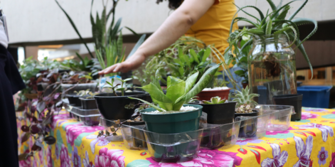 Encontro de troca de plantas e sementes - Divulgação