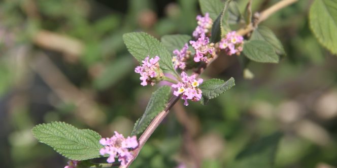  Foto: Guilherme Ranieri.