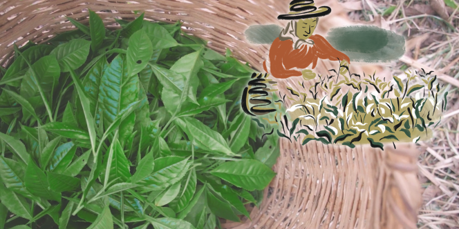 Rota do Chá: Tradição e Sabores em Registro