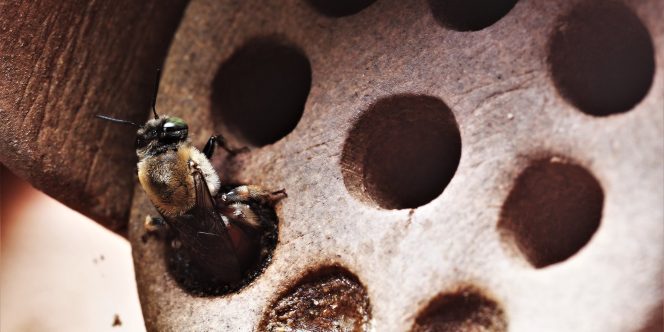 Foto: Adriana Tiba e Julio Pupim