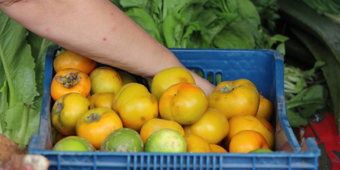 Foto: Carol de Freitas