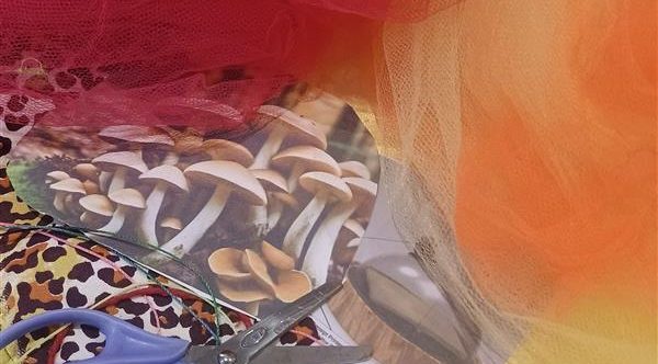 Divulgação Educativo