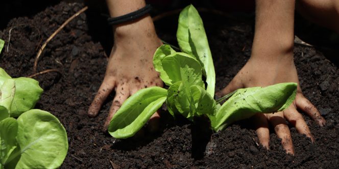 Créditos: Divulgação