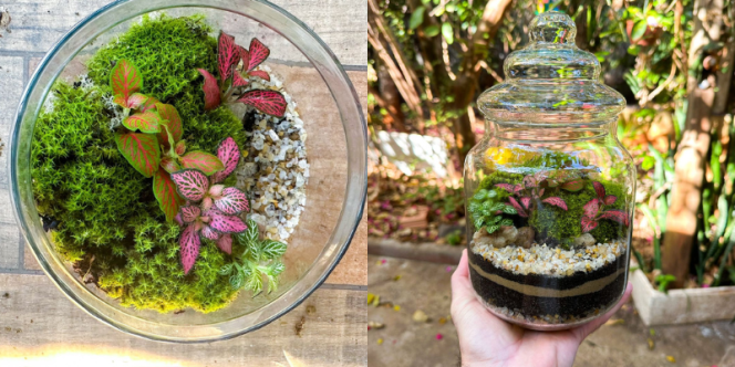 Meu pequeno terrário (Foto Divulgação)