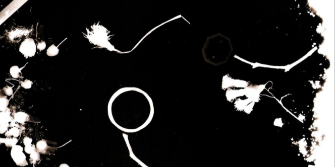 Foto: Carolina Carmini