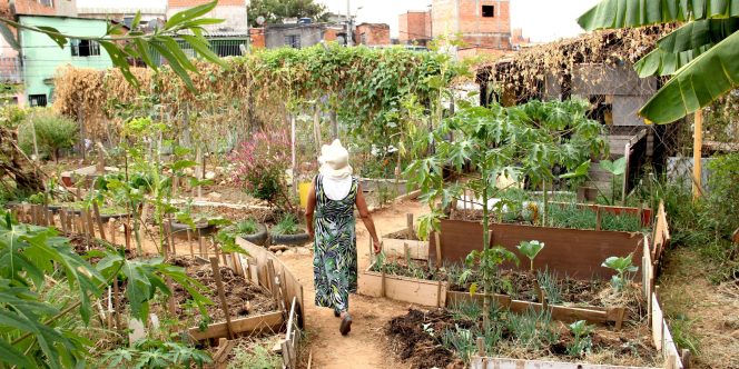 Agricultura Urbana e o Protagonismo das Periferias