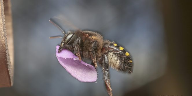 A importancia da polinização para a agricultura - Foto: Adriana Tiba e Juilio Pupim