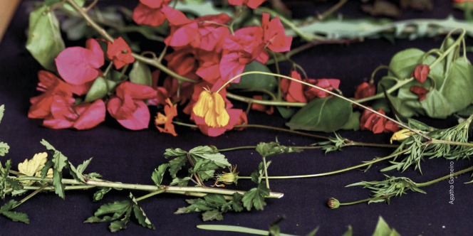 crédito: Agatha Gameiro