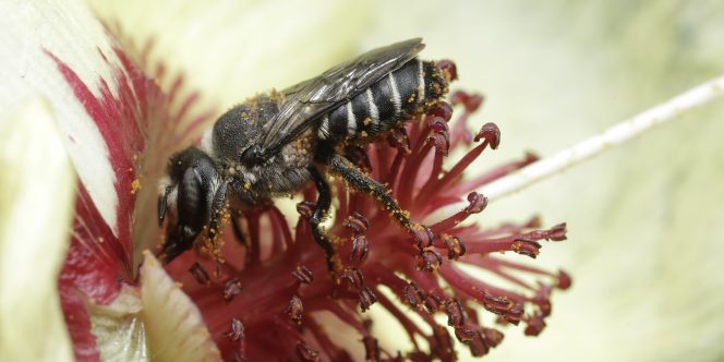 Construção em abrigos em bambu - Foto: Adriana Tiba e Juilio Pupim