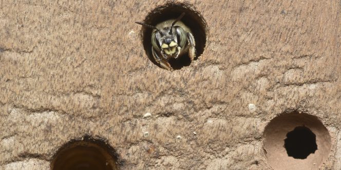 Construção em abrigos em madeira - Foto: Adriana Tiba e Juilio Pupim