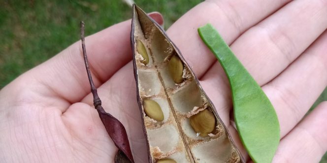 Sementes Urbanas: Divulgação