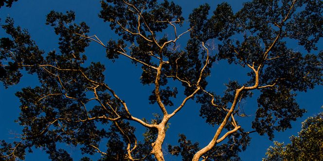 Vida secreta das plantas