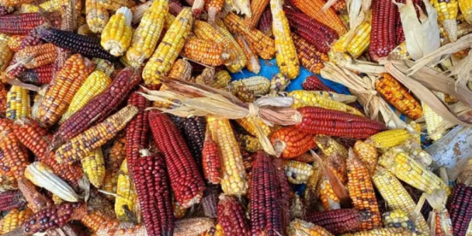Alimentação Ancestral Guarani - Divulgação