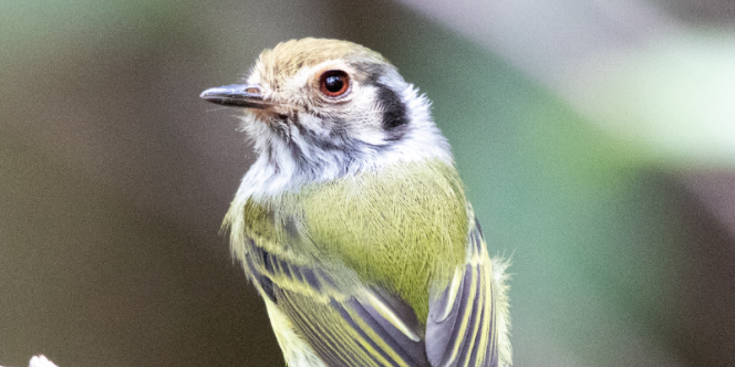 Foto: Franca Selvagem