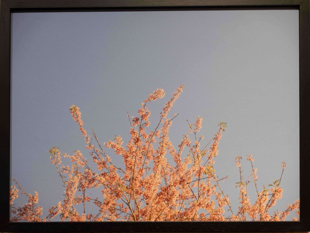 G2 Allan Yzumizaiwa OBRA Por que no Brasil as cerejeiras florescem no inverno 094 (1) (1)