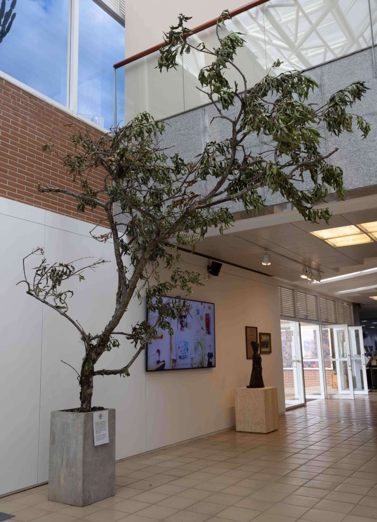T Sociedade Cultural Marcio Brown OBRA Raizes do Jambo Frestas 2026