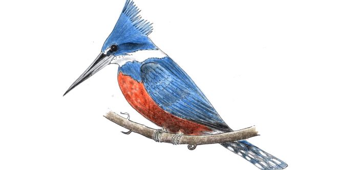 Ilustração: Lucas Longo